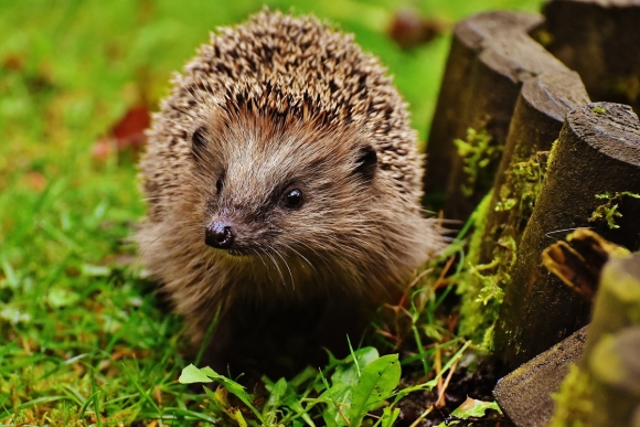 hedgehog-child-1759029_Alexas_Fotos_pixabay