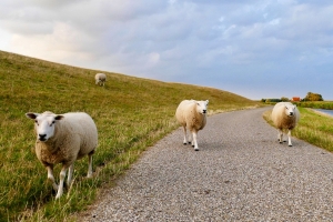 sheep-4437170_Ria_pixabay