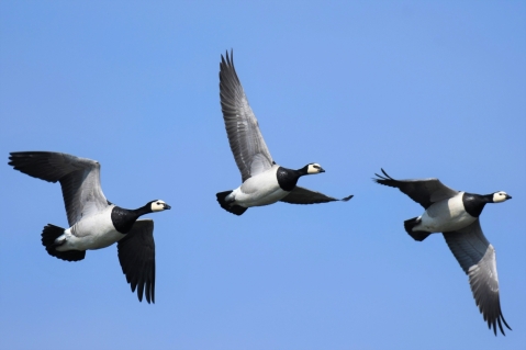 Erste Wildvögel positiv auf Geflügelpest getestet