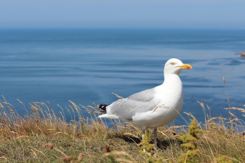 Geflügelpestausbruch in Schleswig-Holstein