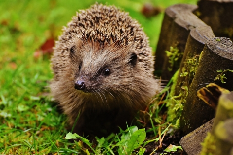 Gemeinsame Aktion von Veterinäramt, Naturschutz- und örtlicher Ordnungsbehörde