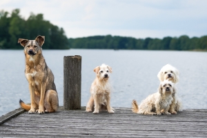 20260701_Hunde_Pixabay