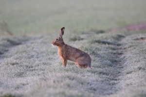 20251014 Hase_pixabay