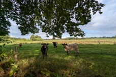 Spazierrunde_Appen_Tierische Landschaftspfleger