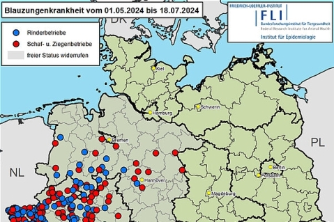 Veterinäramt empfiehlt Impfung gegen Blauzungenkrankheit