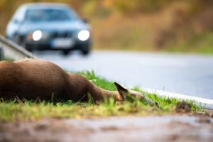 20241112 Jagd_Pressefoto_Wildunfall_Rehwild_Strassenrand-Grell-DJV