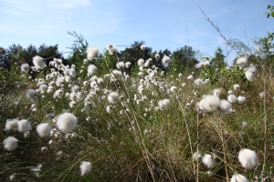 Schnaakenmoor_Wollgras_09